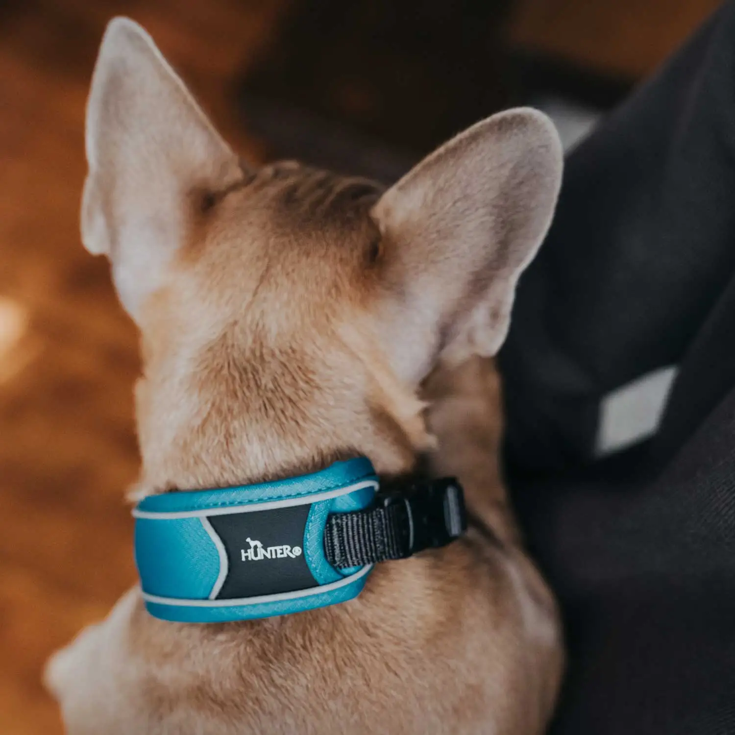 Hunter Halsbånd Divo S Lyseblå/Grå - justerbart hundehalsbånd (25-35 cm, B 4 cm)
